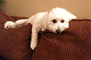 Milo on his perch.